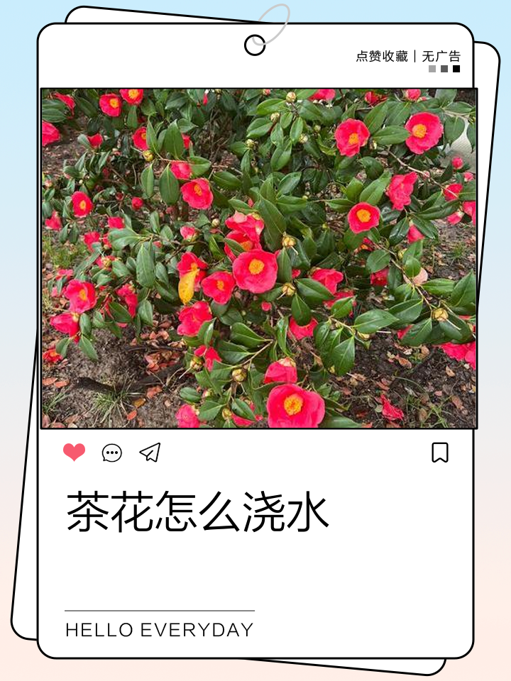 茶叶水能浇花吗茶叶水可以浇花