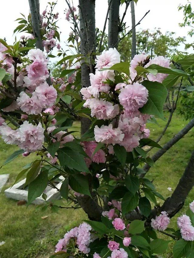 繁花嫩叶的意思