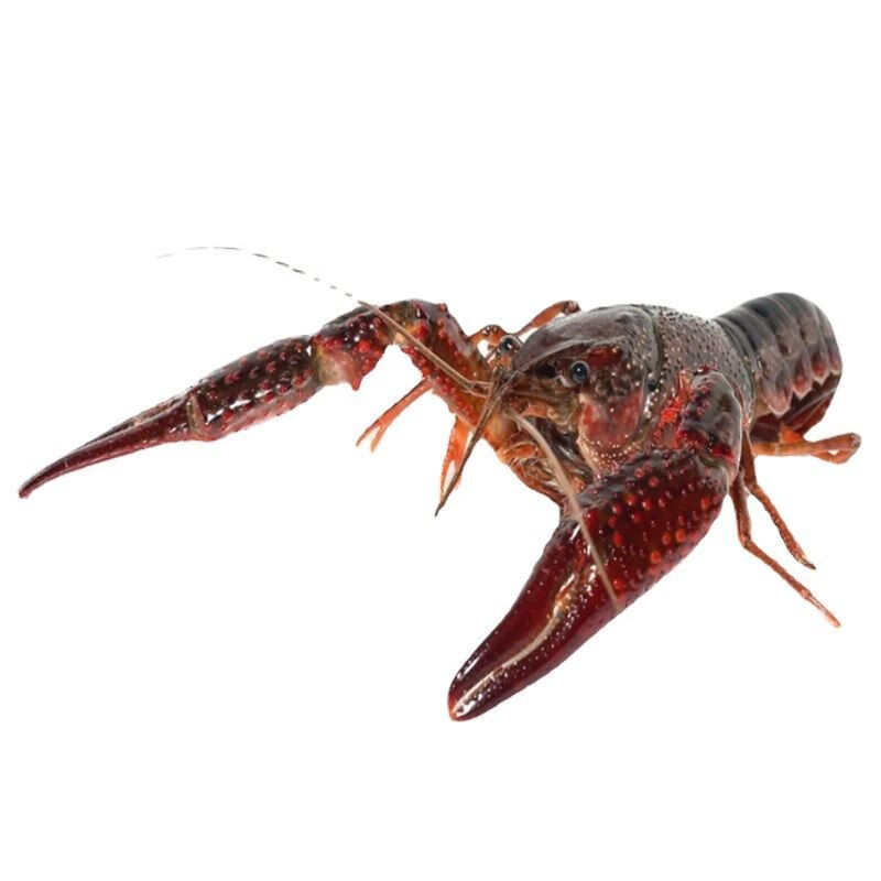 澳龙的养殖方法