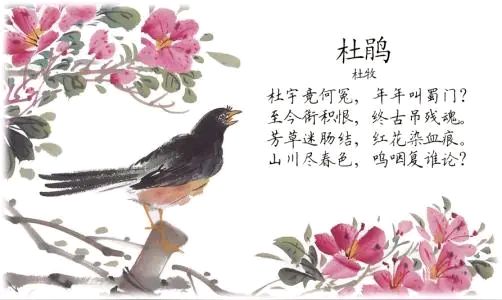 杜鹃花诗句有哪些